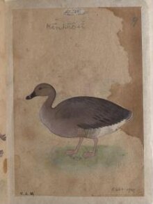 Depictions of a Grey lag goose and Knob-billed goose, of Northern India thumbnail 1