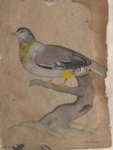 Depictions of a Bengal green pigeon and a Plumbeous redsatart of Northern India thumbnail 1