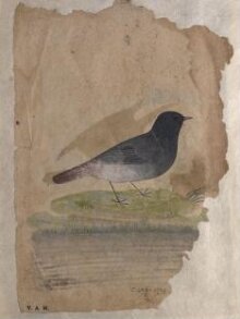 Depictions of a Plumbeous redstart and a Kingfisher of Northern India thumbnail 1