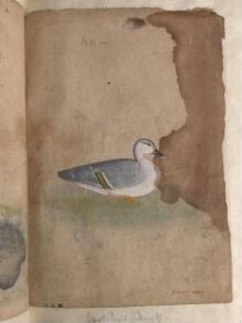 Depictions of a spot-bill duck and an Indian tree duck of Northern India thumbnail 1