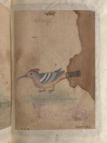 Depictions of a Hoopoe and a Goshawk of Northern India thumbnail 1