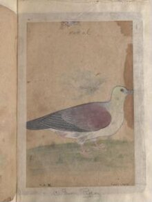 Depictions of a Green pigeon (?) and a Common house-swift of Northern India thumbnail 1