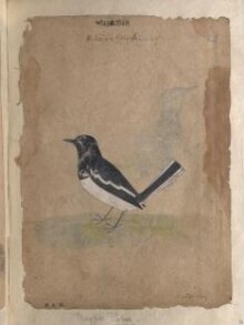 Depictions of a Magpie robin and a Himalayan black bulbul of Northern India thumbnail 1