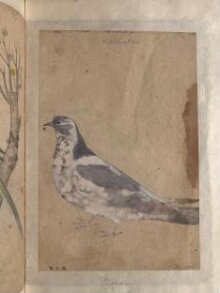 Depictions of a Domestic pigeon and Indian grackle of Northern India thumbnail 1