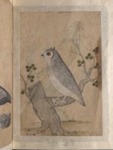 Depictions of Striated scops owl and Rose-ringed parakeet of Northern India thumbnail 1