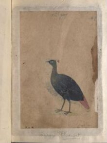 Depictions of Impeyan pheasant (male) and a Western horned pheasant of Northern India thumbnail 1