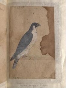 Depictions of a Eastern peregrine falcon and Cherrug falcon of Northern India thumbnail 1