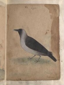 Depictions of Indian house crow and a Indian paradise flycatcher of Northern India thumbnail 1