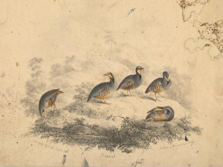 A group of five birds top image