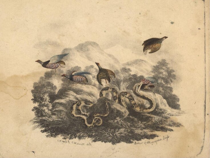 A snake attacking birds top image