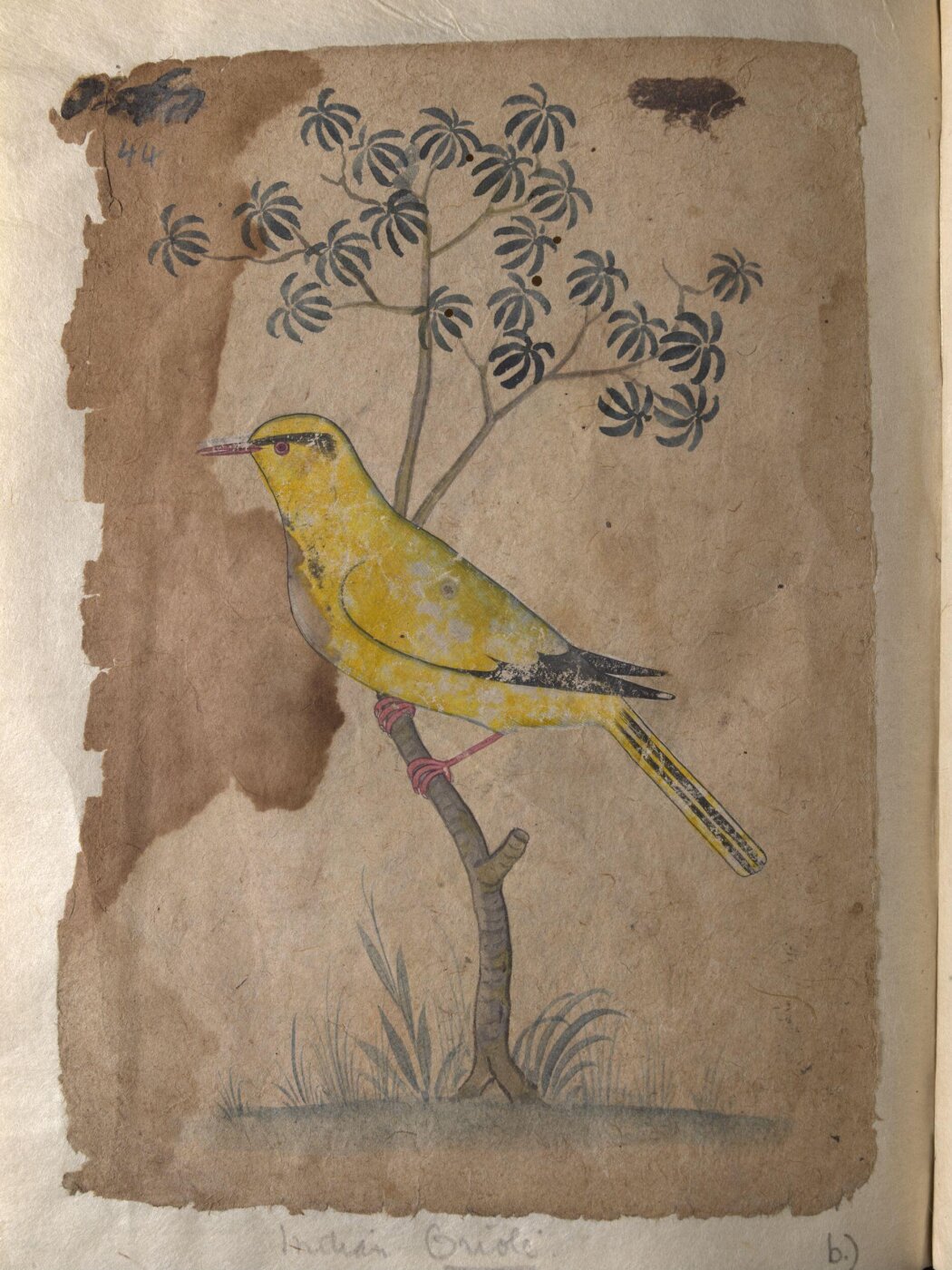Unknown, Depictions of a Shikra and a Indian oriole of Northern India