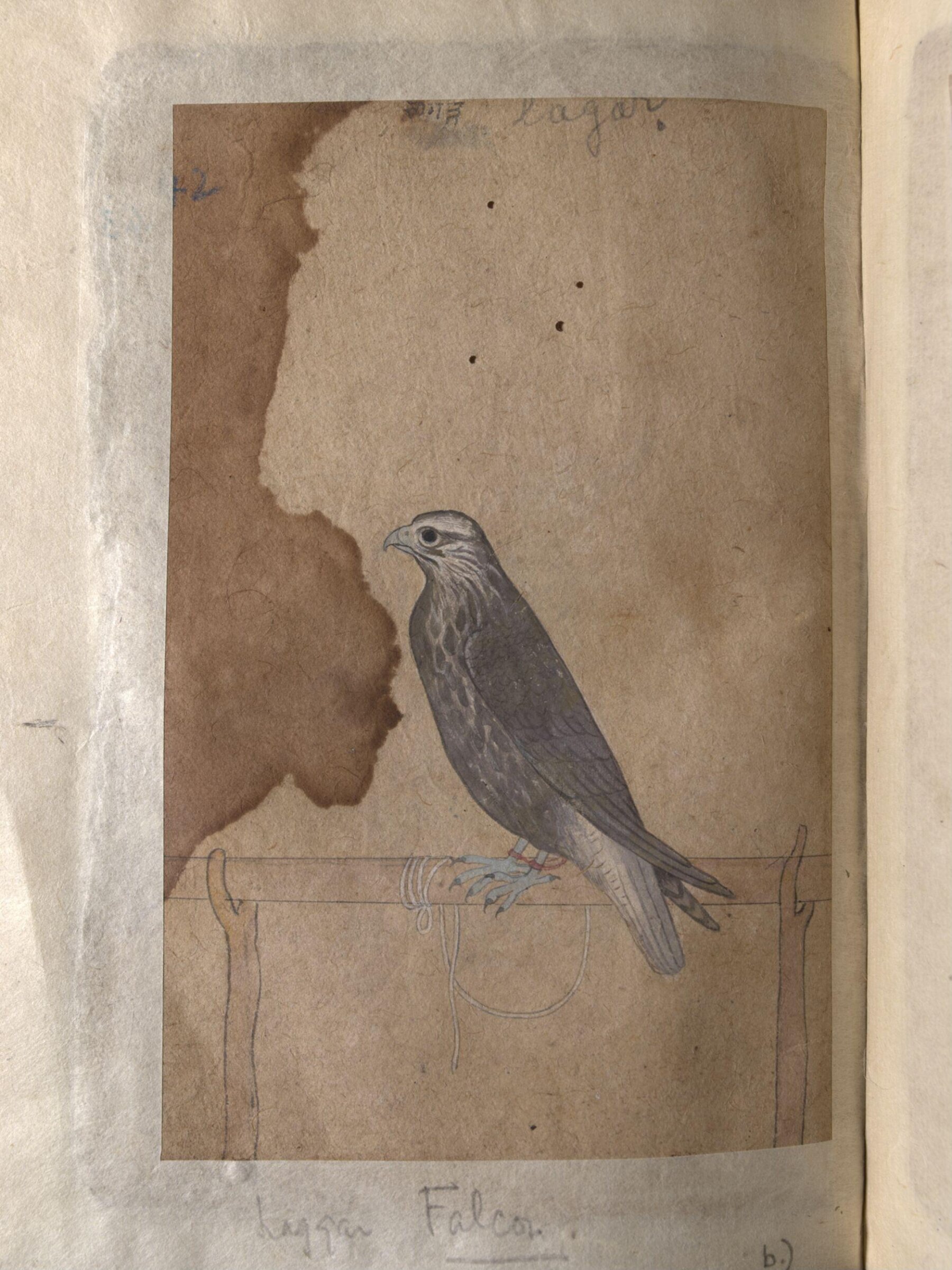 Depictions of a Red-headed merlin and a Laggar falcon of Northern India, ca. 1820