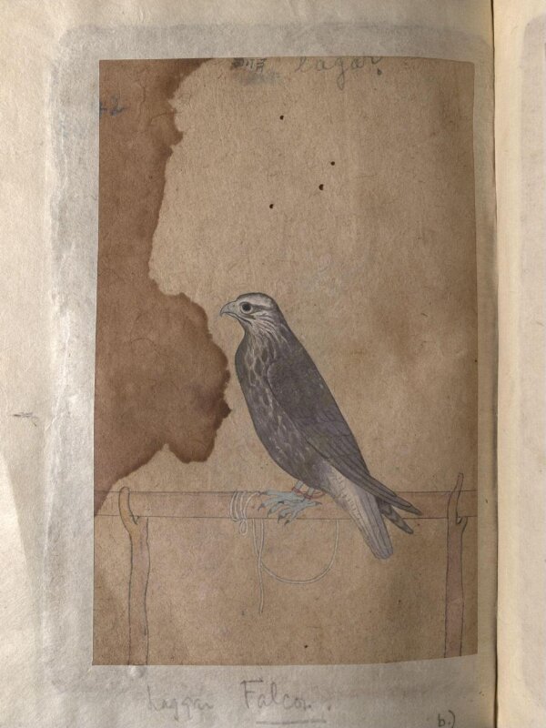 Depictions of a Red-headed merlin and a Laggar falcon of Northern India