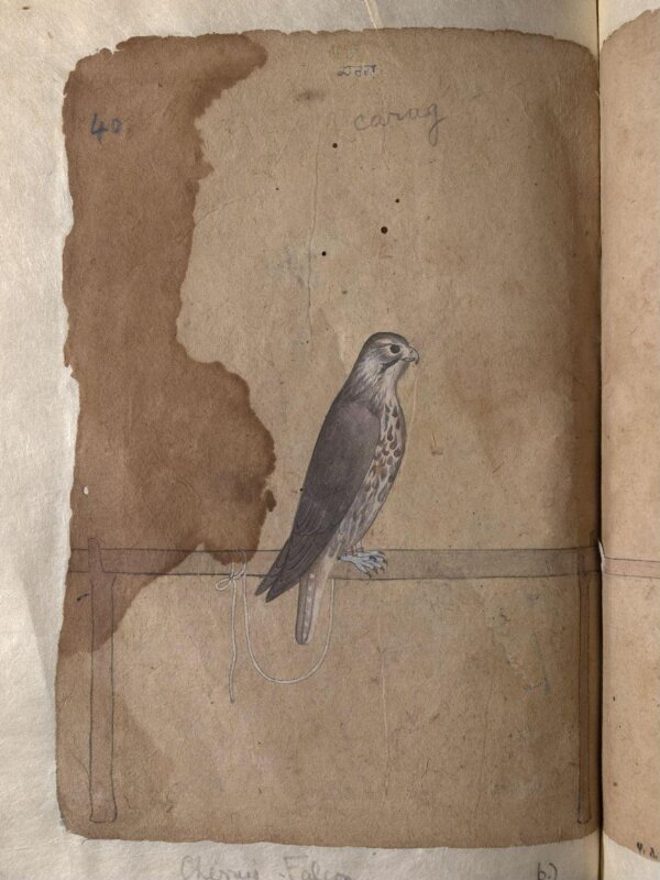 Depictions of a Eastern peregrine falcon and Cherrug falcon of Northern India