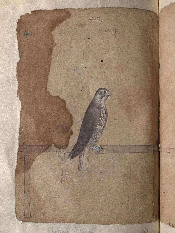 Depictions of a Eastern peregrine falcon and Cherrug falcon of Northern India top image