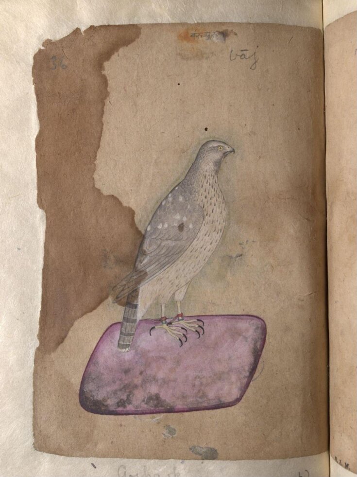 Depictions of a Hoopoe and a Goshawk of Northern India top image