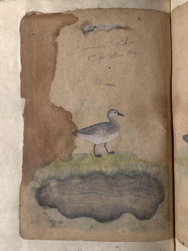 Depictions of an Indian darter and Duck (unidentified) of Northern India