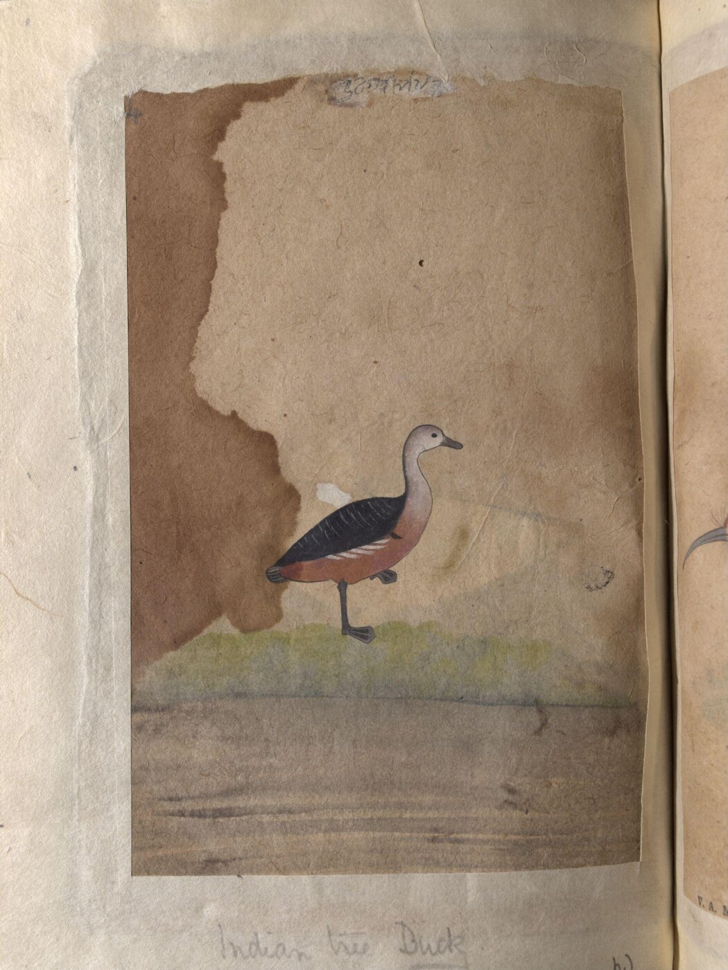 Unknown, Depictions of a spot-bill duck and an Indian tree duck of Northern India