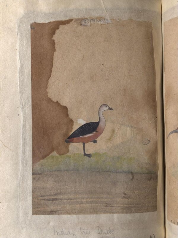 Depictions of a spot-bill duck and an Indian tree duck of Northern India