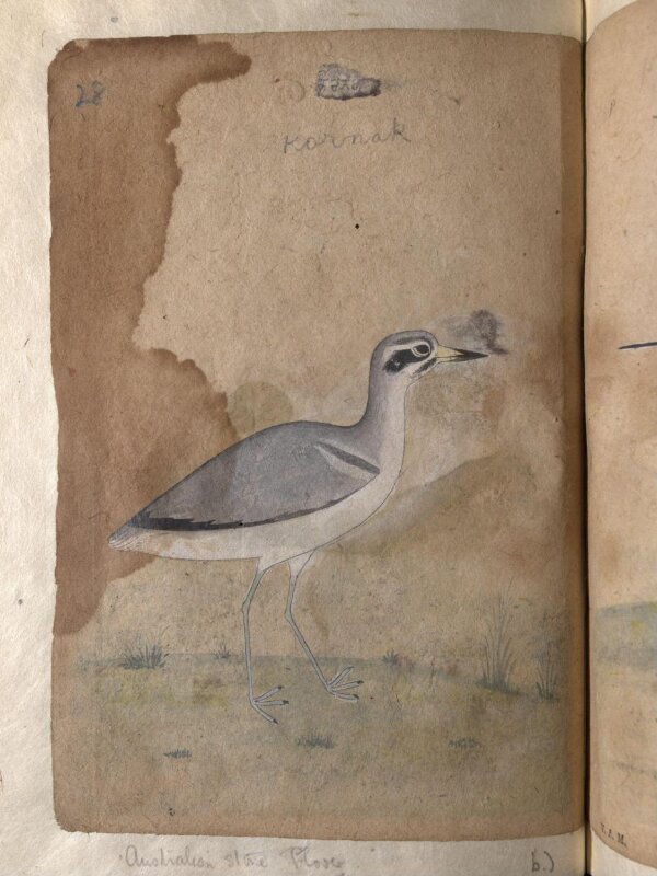 Depictions of a Mallard and Australian black-fronted plover of Northern India