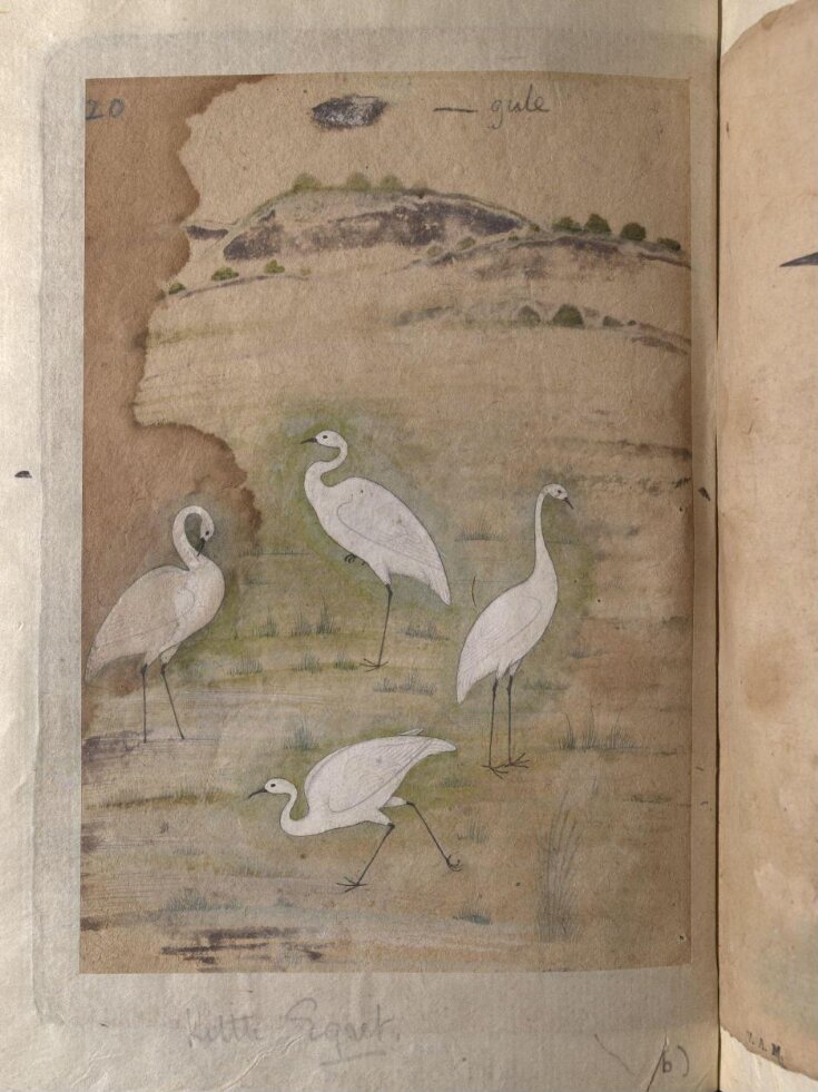 Depictions of a Bar-headed goose and four Little egrets top image