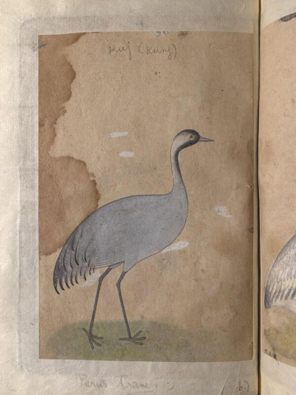 Depictions of a Sarus crane and Parus crane