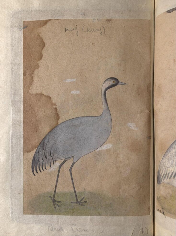 Depictions of a Sarus crane and Parus crane top image