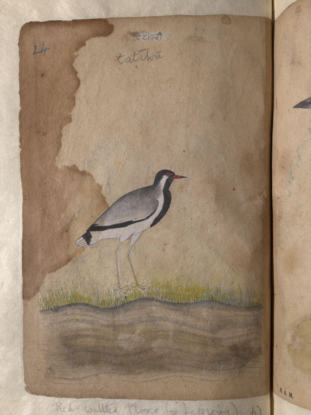 Unknown, Depictions of a Dalmatian pelican and a Red-wattled plover or lapwing