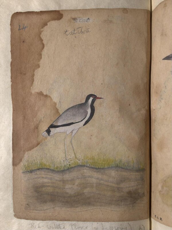Depictions of a Dalmatian pelican and a Red-wattled plover or lapwing