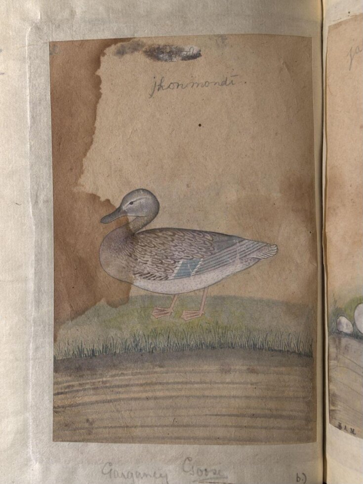 Depictions of a sandpiper and Garganey goose of Northern India top image