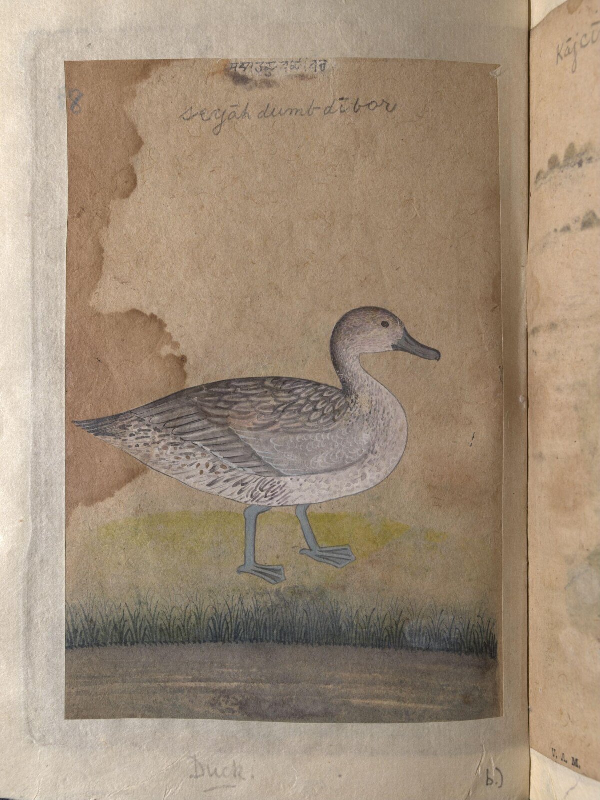 A coot and a duck, ca. 1820