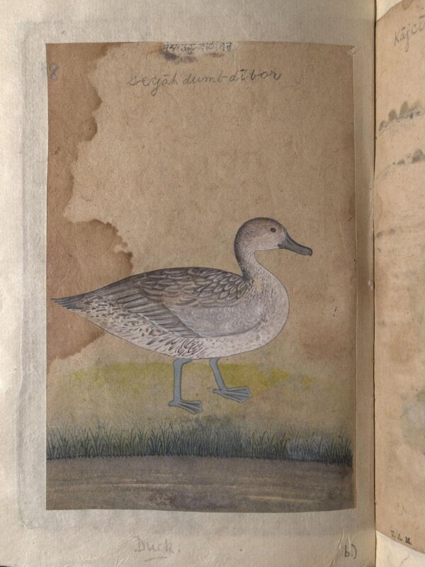 A coot and a duck 