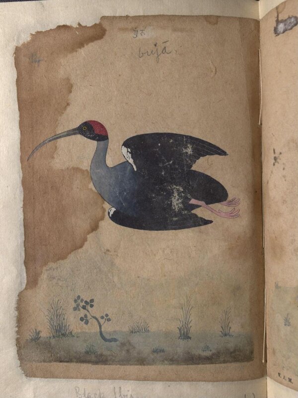 Depictions of a Domestic goose and Black ibis inocotis, of Northern India