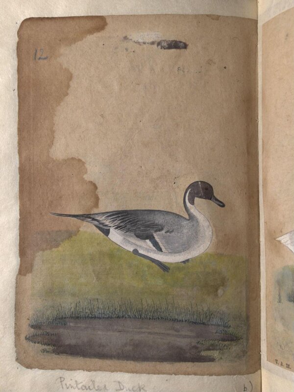 Depictions of a Gadwall duck and Pintailed duck of Northern India