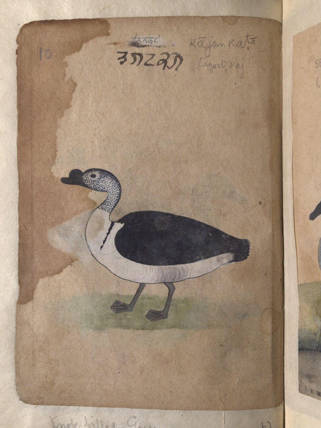 Unknown, Depictions of a Grey lag goose and Knob-billed goose, of Northern India