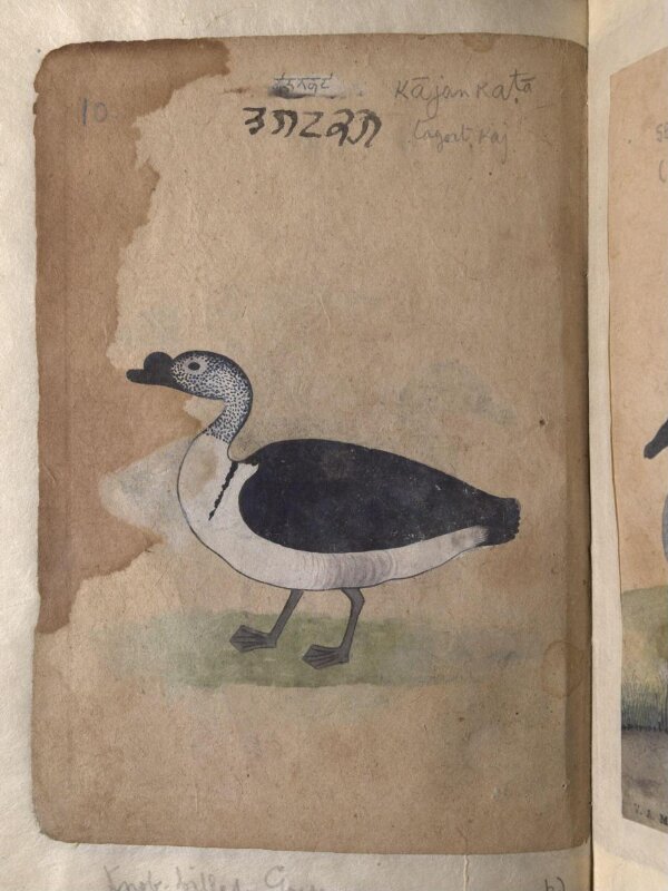 Depictions of a Grey lag goose and Knob-billed goose, of Northern India