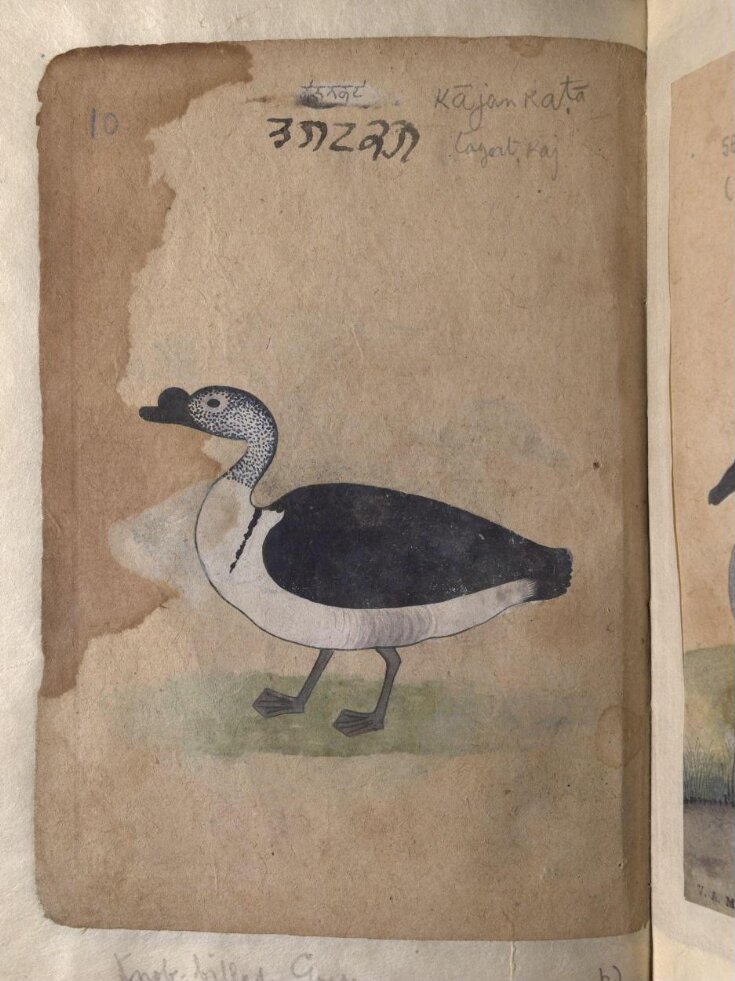 Depictions of a Grey lag goose and Knob-billed goose, of Northern India top image