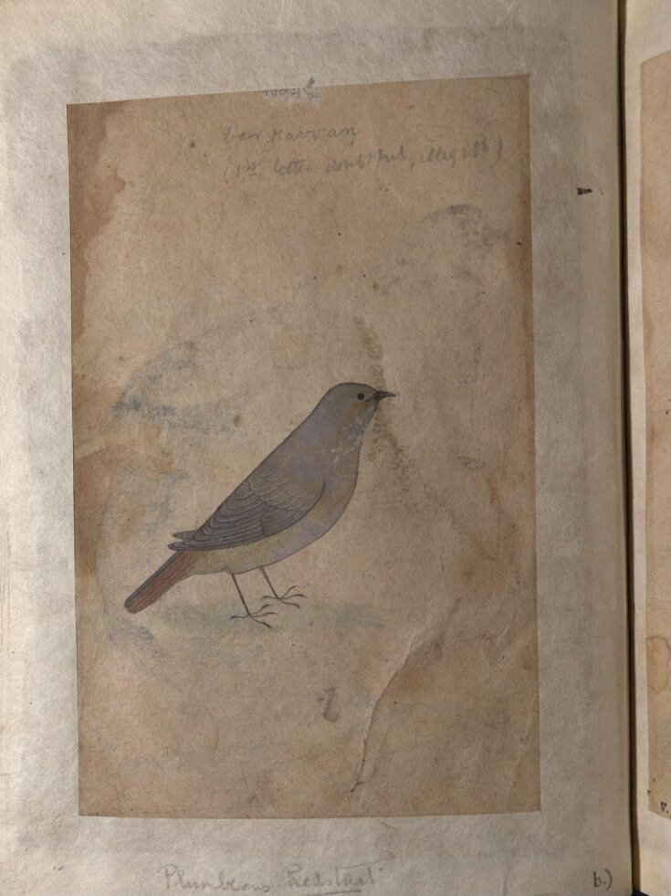 Depictions of a Bengal green pigeon and a Plumbeous redsatart of Northern India top image