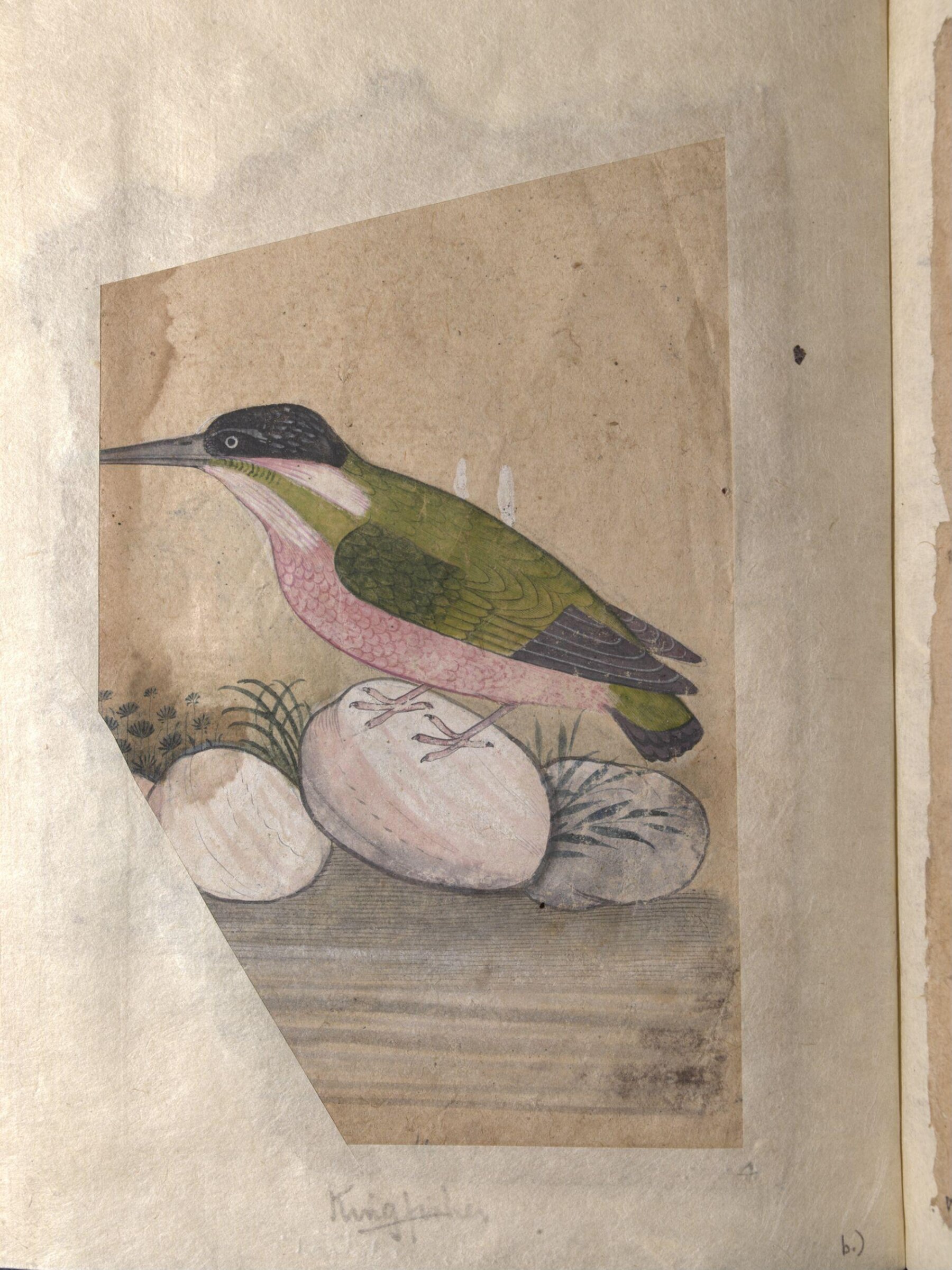 Depictions of a Plumbeous redstart and a Kingfisher of Northern India, ca. 1820