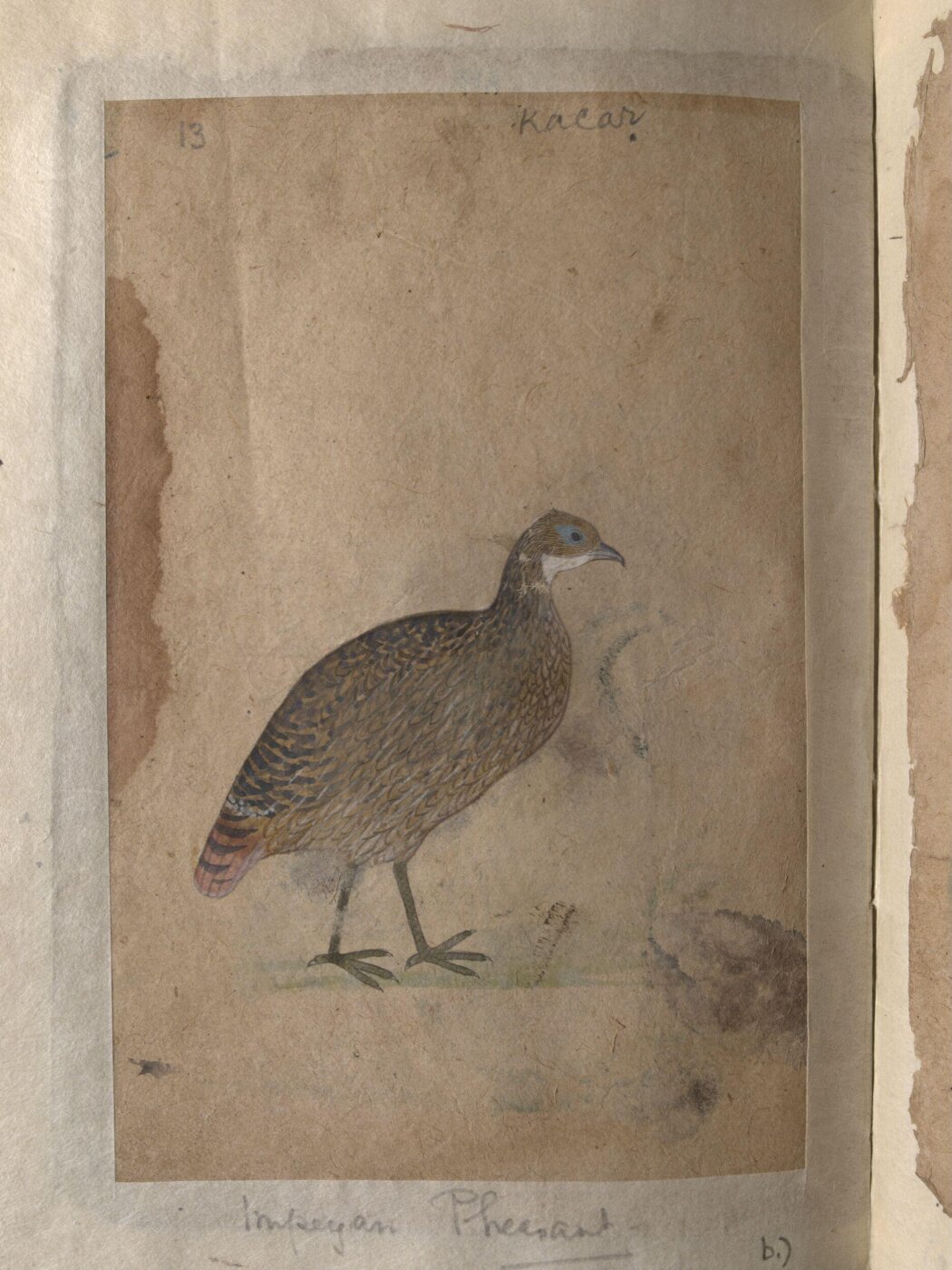 Unknown, Depictions of Chukor partridge and Impeyan pheasant of Northern India
