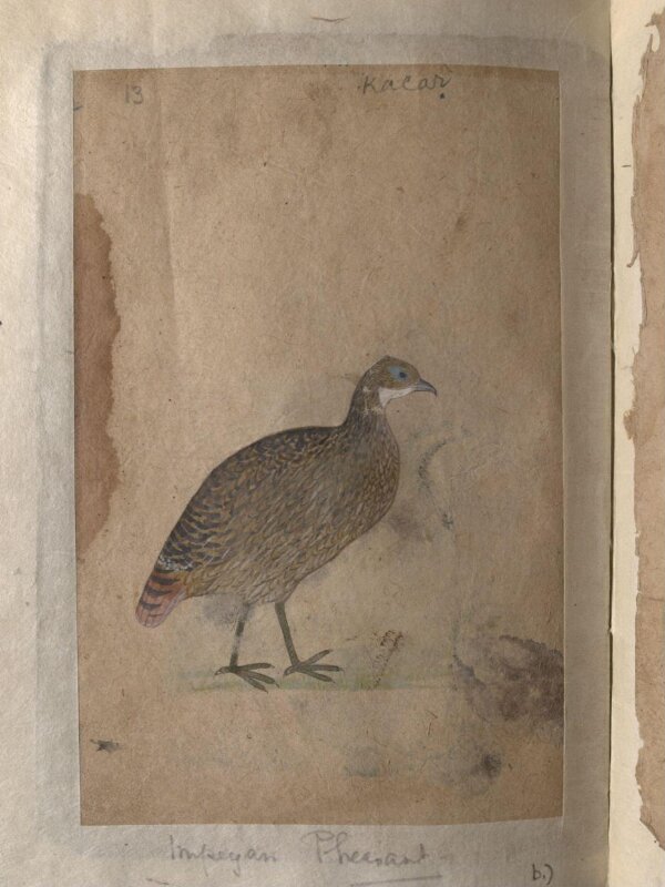 Depictions of Chukor partridge and Impeyan pheasant of Northern India
