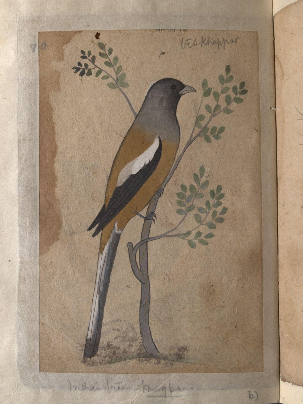 Unknown, Depictions of a Grey partridge and a Indian tree-pie of Northern India