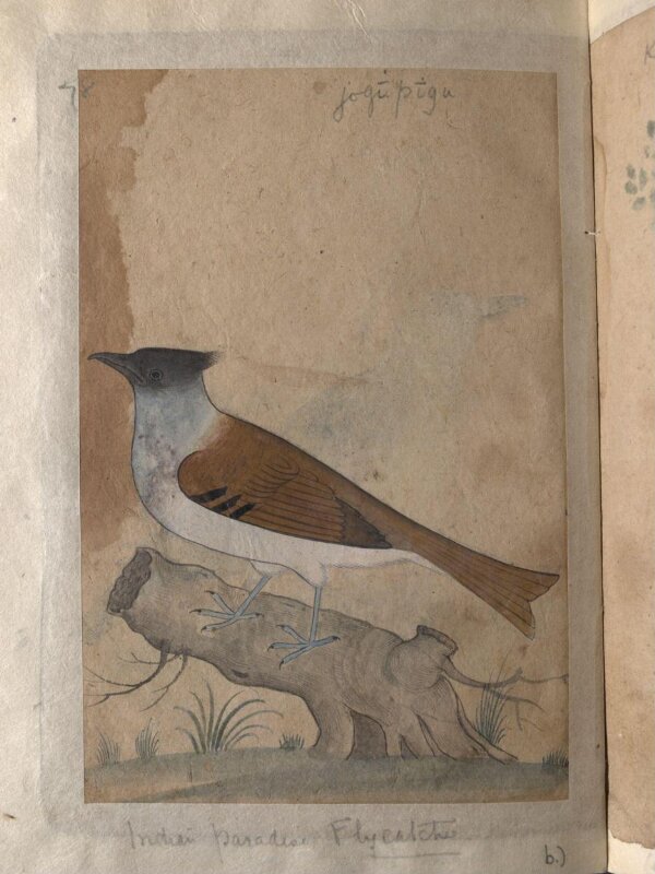 Depictions of Indian house crow and a Indian paradise flycatcher of Northern India