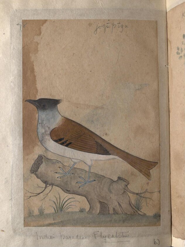Depictions of Indian house crow and a Indian paradise flycatcher of Northern India
