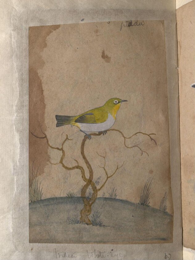Depictions of a Indian spotted owlet and a Indian white-eye of Northern India