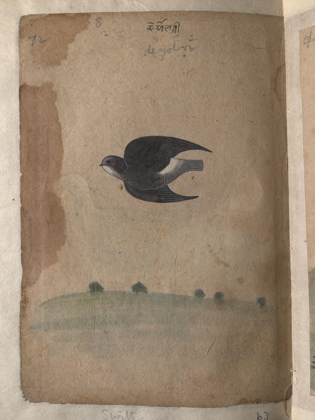 Unknown, Depictions of a Green pigeon (?) and a Common house-swift of Northern India