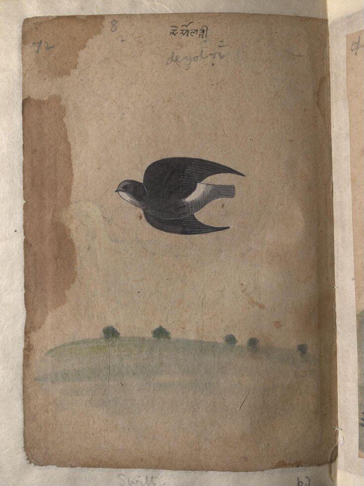 Depictions of a Green pigeon (?) and a Common house-swift of Northern India top image
