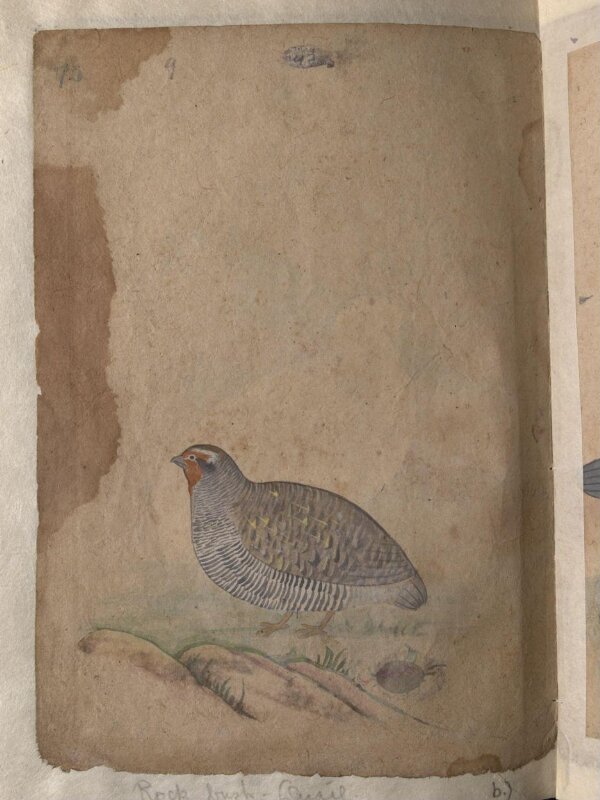 Depictions of a (unfinished drawing) and a Rock bush-quail of Northern India