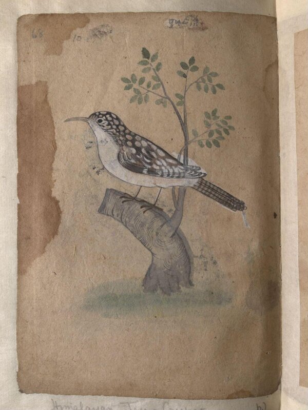 Depictions of a Common Indian myna and a Himalayan tree-creeper of Northern India