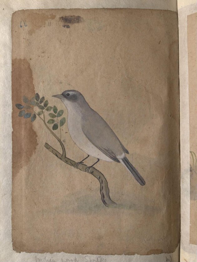 Depictions of a Indian spotted dove and a Common Indian wood-shrike of Northern India